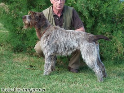 Griffon Korthals BILLY DU COTEAU DES TERRASSES Griffon Korthals BILLY DU COTEAU DES TERRASSES